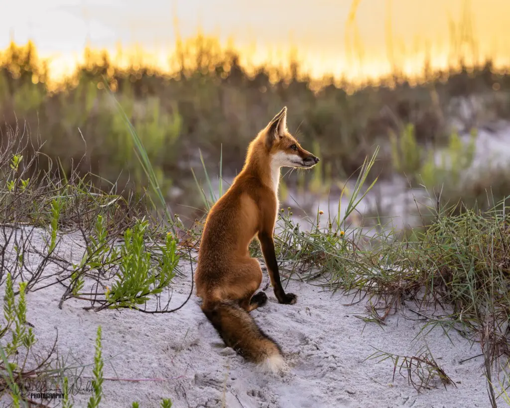 Island Fox