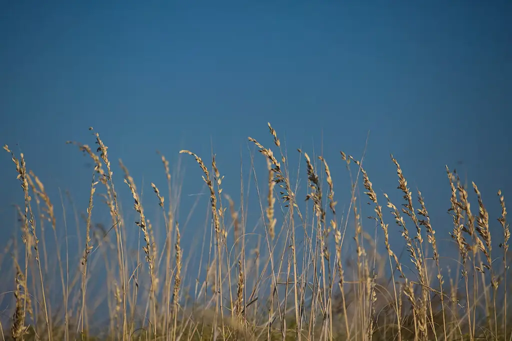 Sea Oats